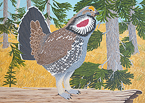 Blue Grouse